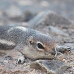 Antelope Squirrel